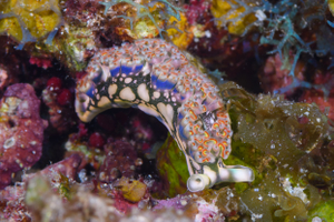 10/5/2021<br>Here a Lettuce Sea Slug has just fallen a few inches and is bracing for landing, I think.