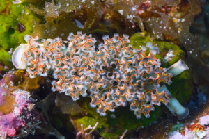 10/5/2021<br>Lettuce Sea Slug, top view