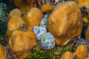 10/5/2021<br>Sea Pearls (algae)