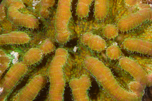 10/5/2021<br>Ridged Cactus Coral