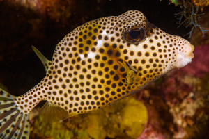 10/5/2021<br>Spotted Trunkfish