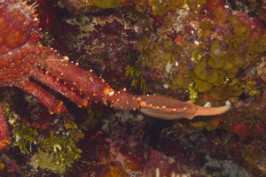 10/5/2021<br>Right claw of a very large Channel Crab