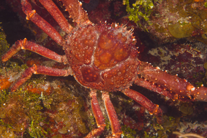 10/5/2021<br>Center of a very large Channel Crab