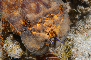 10/5/2021<br>Slipper Lobster