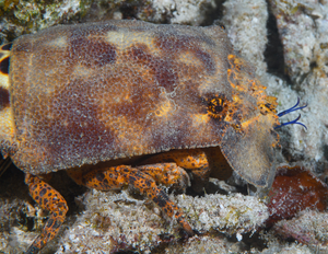 10/5/2021<br>Slipper Lobster