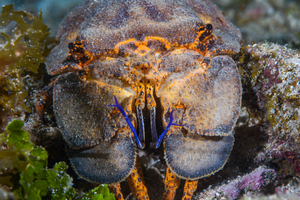 10/5/2021<br>Slipper Lobster