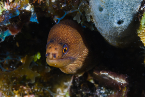 10/5/2021<br>Goldentail Eel