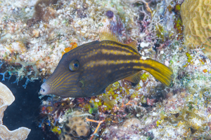 10/5/2021<br>Orangespotted Filefish