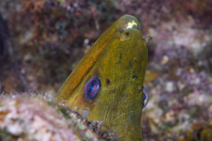 10/5/2021<br>Curious Green Moray Eel