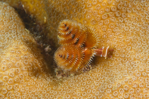 10/5/2021<br>Christmas Tree Worm