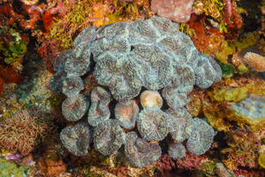 10/6/2021<br>Stony Flower Coral