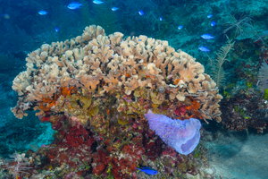 10/6/2021<br>A pink/Azure Vase and Scaled Lettuce Coral.