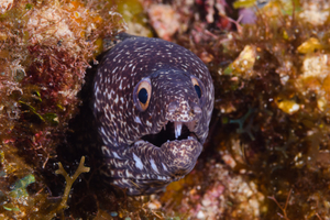 10/6/2021<br>Spotted Eel