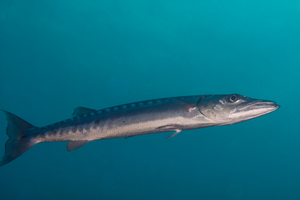 10/6/2021<br>Barracuda