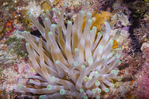 10/6/2021<br>Giant Anemone