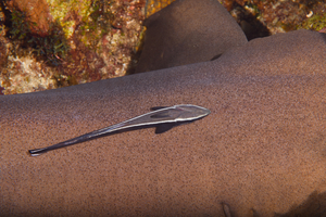 10/6/2021<br>Remora on a Nurse Shark