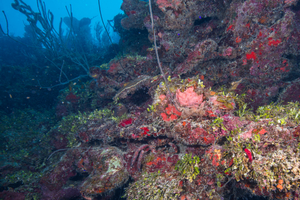 10/7/2021<br>Channel Crab peeking out from under that ledge.