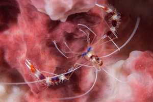 10/7/2021<br>Banded Coral Shrimp