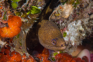 10/7/2021<br>Goldentail Eel