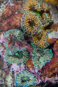 10/7/2021<br>Florida Corallimorphs