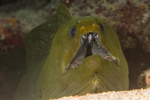 10/7/2021<br>Green Moray Eel