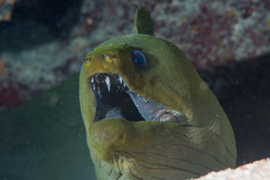 10/7/2021<br>Green Moray Eel