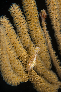 10/7/2021<br>Slender Filefish