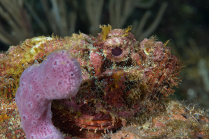 10/8/2021<br>Spotted Scorpionfish