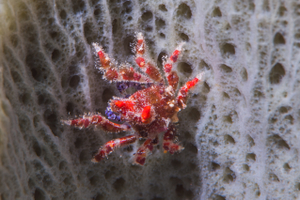 10/8/2021<br>Small Teardrop Crab