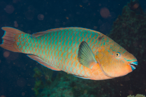 10/8/2021<br>Stoplight Parrotfish