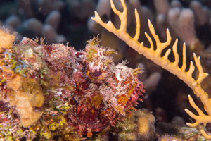 10/8/2021<br>Spotted Scorpionfish