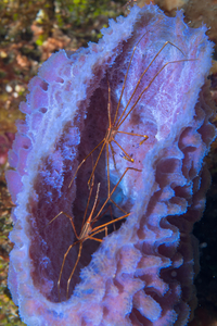 10/8/2021<br>A pair of Arrow Crabs inside an Azure Vase.