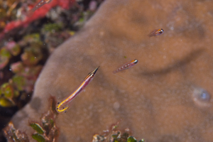 10/8/2021<br>An Arrow Blenny, with characteristic bent tail.