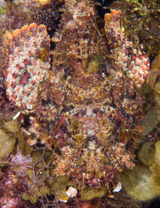 10/8/2021<br>Spotted Scorpionfish from above.