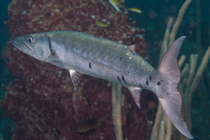 10/8/2021<br>Almost caught up to this Barracuda.