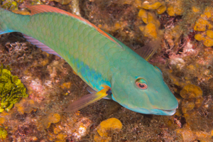 10/8/2021<br>Stoplight Parrotfish