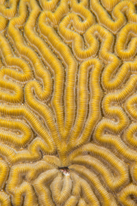 10/8/2021<br>Pattern in Bolder Brain Coral reminds me of something.