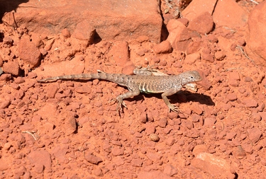 February 7, 2013<br>Gecko on Rachel's Knoll