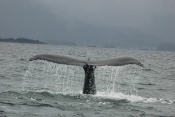 Near Sitka, Alaska