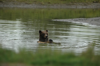 Bear near Turnigan Arm, Alaska