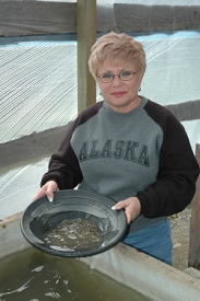 Panning for gold near Denali, Alaska