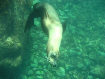 San Carlos, Mexico