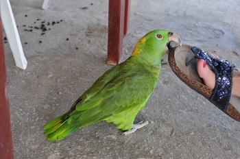 Oak Ridge, Roatan, Honduras