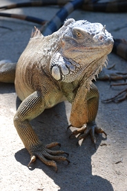 Roatan, Honduras