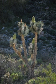 Wikieup, Arizona