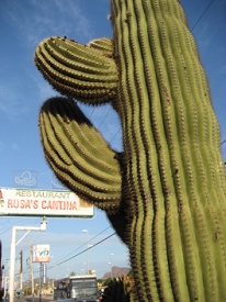 San Carlos, Mexico