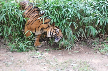 National Zoo, Washington DC