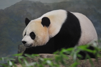 National Zoo, Washington DC