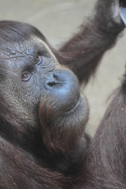 National Zoo, Washington DC