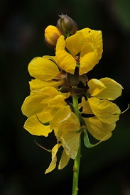 Botanical Gardens, Washington DC